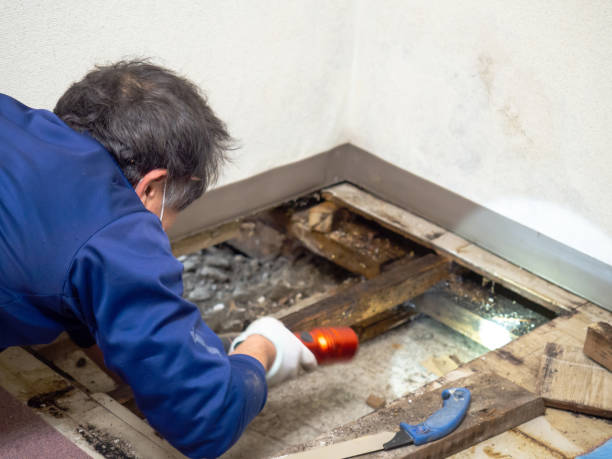 Best Mold Removal Specialists  in Cannelton, IN