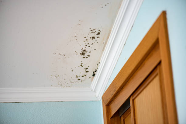 Mold Removal and Inspection in Cannelton, IN