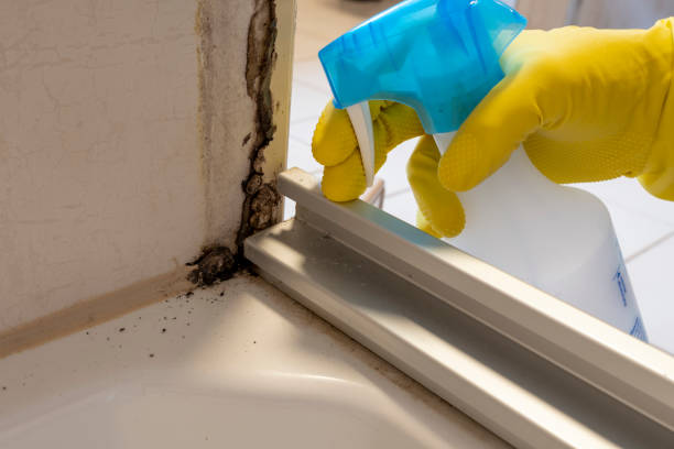 Best Mold Remediation Experts  in Cannelton, IN