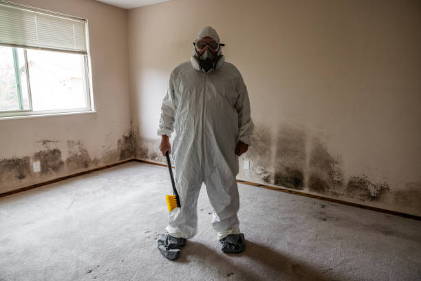 Mold Removal Process in Cannelton, IN
