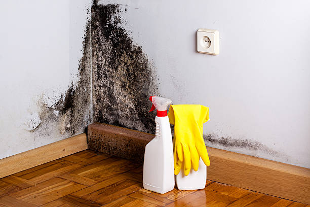 Best Attic Mold Removal  in Cannelton, IN