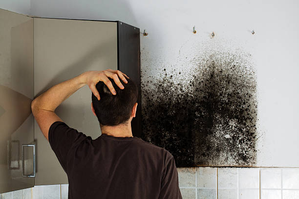 Best Professional Mold Removal  in Cannelton, IN