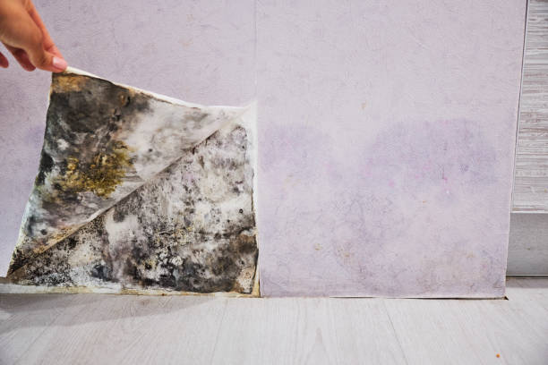 Best Toxic Mold Removal  in Cannelton, IN